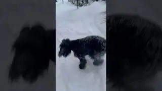 Ризеншнауцер радуется последствию снегопада 🌨️сугробы до 50см! #riesenschnauzer #ризеншнауцер #dog