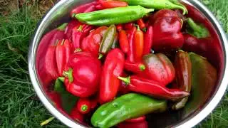Garden Tour September 2024: Beans and carrots, Peppers, Eggplants, Pole Beans, Cucumbers (Zone 4b)