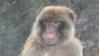 Gibraltar: The Macaques of Royal Anglian Way