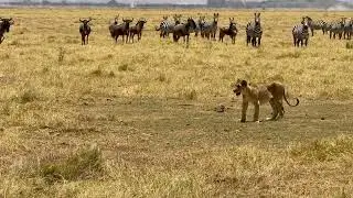 LIONS ON THE HUNT | AMAZING LION PRIDE | PLANNING THE HUNT #africansafari #kenya #wildlife 