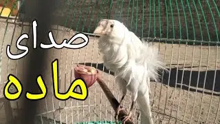 صدای قناری ماده برای تحریک کردن نر | قناری ماده مست | Female canary calls for male training