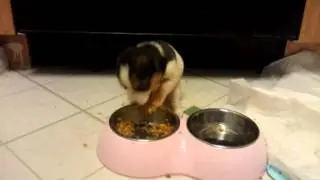 Hungry puppy eating breakfast