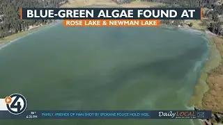 Toxic blue-green algae found in Newman Lake
