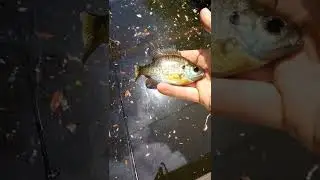 roadside bream action #fishing #fishingvideo #freshwaterfish #bluegillfishing #bluegill #bream