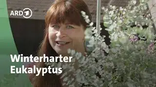 Winterharter Eukalyptus für Balkon und Terrasse │Querbeet