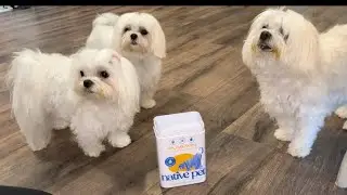 Organic Pumpkin Powder Review &ndash; Constipation & Diarrhea Aid #ad