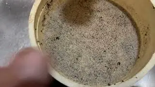 SEPARATING SPRINGTAILS FROM THEIR MEDIUM
