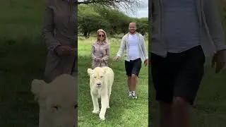 The Very Best Lion Experience in Tanzania #safari #animals #africasafari #wildanimals #wildlife