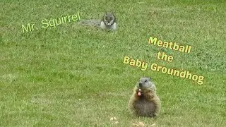 Cuteness Overload: Mr. Squirrel and Meatball the Baby Groundhog Eating Together