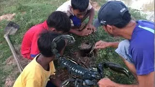 Wow! Amazing Catch A Big scorpion With Bare Hand - How To Catch scorpion In Cambodia
