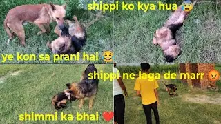 Aaj aa gaya new manber 🤗 || shippi ne ke khub moj masti 🤣 || Gsd shippi vlogs 🥰|| shippi