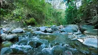 This Forest River Sound Is Used for Insomnia Relief Deep Sleep Calm Water Flow Night