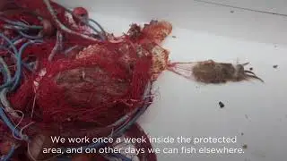 Torre Guaceto su Ocean, Euronews, i pescatori
