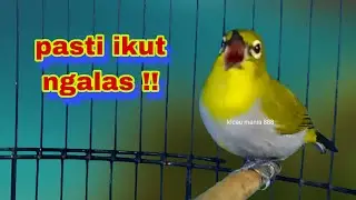 Pancingan Pleci Ngalas 123 Tembakan || pleci Ngalas Manggil Pleci Lain