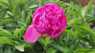 Buds and flowers of pink fragrant peonies.- Relaxation and good mood with flowers.
