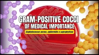 Gram Positive Cocci | Staphylococcus aureus, epidermidis & saprophyticus | Medical Microbiology Lec