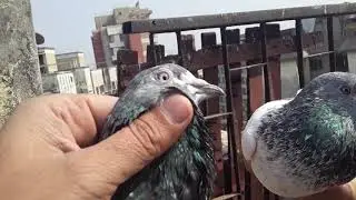 Rampuri kalsarey kabutar