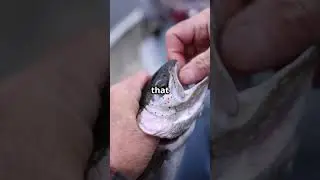 Epic Fish Battle: Reel 'Em In!