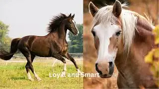 #horses #animals lover#freelanceeditor #canvaapp #edit