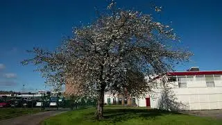 Tree Time-Lapse, January to May (My worst video)