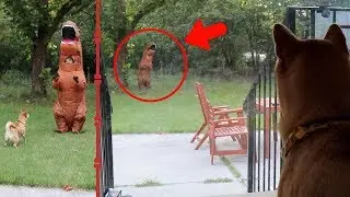 T-REX DINOSAUR SUIT PRANK ON DOG!