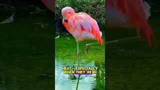 Flamingo One Leg Standing