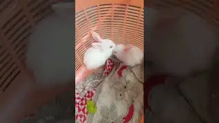 Rabbit😍lovers whatsapp status video ❤#shorts