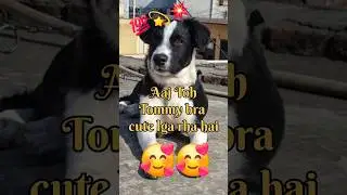 Tommy cute lga rha hai🥰//#dog #petlover #pets #puppy #puppylove #song #youtubemusic #love #tommy
