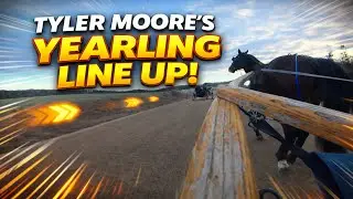 Tyler Moore's Yearling Line Up!