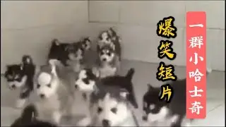 小哈士奇2020丨一群小哈士奇Husky奔过来，从没有让我失望过，最后那只亮了