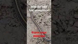 Ular cabai yang Mem4t!kan