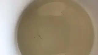 В Палласовке Волгоградской области из кранов течет вода с червями
