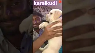Labrador puppy in karaikudi     #karaikudi #pets #dog #sales