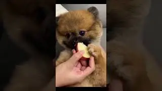 Cute . A beautiful moment #2307 - #shorts