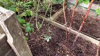 (60) Putting the Rasberries to bed for the winter, a clean up and a top dressing.