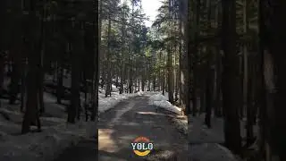 The Majestic Usho Forest | The Elevated Ushu Forest | Usho Jungle of khyer Pakhtunkhwa