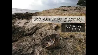 SETAS 2021 2020 Al lado del mar en alg&uacute;n lugar de ... 🍄🍄👇