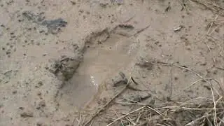 Deer Kill & Bipedal Tracks: Bigfoot? #findingbigfoot