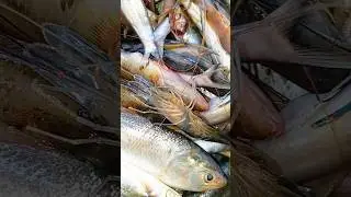 Fresh Fish Market Catch 🐟 | Satisfying Fish Video #shorts
