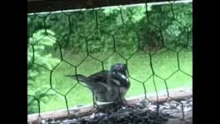 Rosebreasted Grossbeak