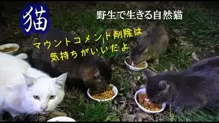 テレビ見て笑いたくない時に見る動画