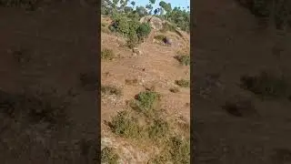 Leopard attack in Uttarakhand #reels #shorts #leopard #tiger #wildlife