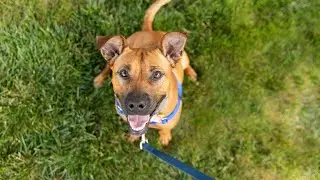 Urbandale considering new leash requirements for all dogs