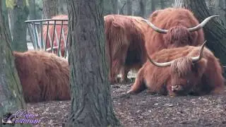 Wild park Beekse Bergen - Hilvarenbeek Netherlands