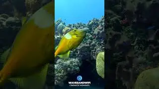 Whitespotted Filefish Always Seem To Travel in Pairs 4k  #reeflife #fish
