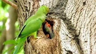 Parrots Feeding their Three Babies in Nest | Baby Parrots growing in the wild