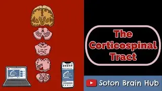 The (Lateral) Corticospinal Tract