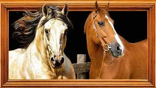 Beautiful Wall Art | Hyper-Realistic TV Art | Majestic Horses I Awesome Visuals I Low Volume Music