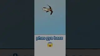 Baaz pakadne ka aasan tarika 💯😱🥰 #shorts #short #pigeon
