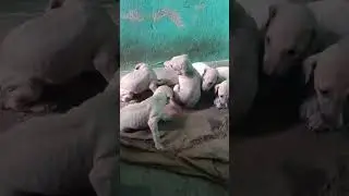 Hunting Dog's Puppies | Indian Hound  | #shorts
